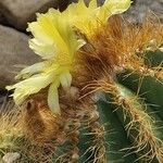 Parodia magnifica Кветка