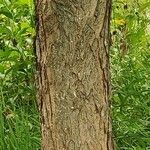 Gymnocladus dioicus Bark