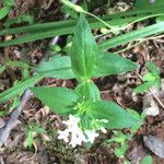 Houstonia purpurea Liść