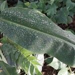 Hedychium gardnerianum Leaf