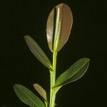 Humiria balsamifera Koor