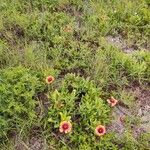 Gaillardia pulchella عادت داشتن