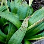 Lachenalia orchioides Leaf