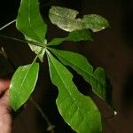 Pachira dolichocalyx Leaf