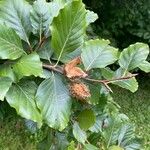 Fagus orientalis Frunză