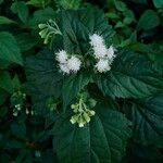 Ageratina aromatica Flower