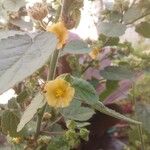 Sida cordifolia 花