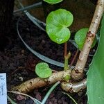 Begonia grisea Φλοιός