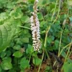 Persicaria orientalis 花