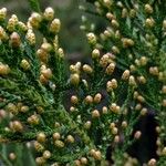 Juniperus virginiana Плід