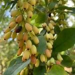 Berberis vulgaris Plod