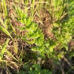 Daucus pusillus Folha