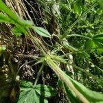 Potentilla caulescens Fuelha