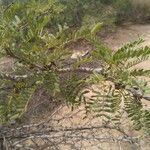 Prosopis glandulosa 葉