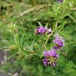 Medicago sativaFlower