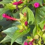 Mirabilis jalapa Blüte