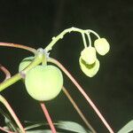Manihot aesculifolia Fruit