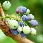 Berberis repens Other