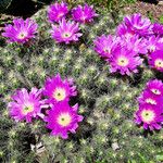 Echinocereus pentalophus Habit