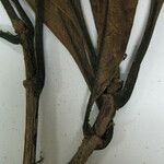 Byrsonima christianeae Other