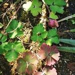 Aquilegia nigricans Leaf