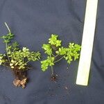 Peperomia tetraphylla Otro