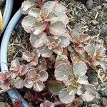 Sedum spurium 叶