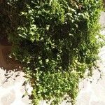 Senecio macroglossus Hoja