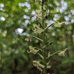 Habenaria thomana Flor