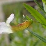 Gratiola officinalis Flor