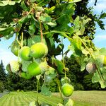 Quercus robur Mbuma