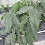 Castanospermum australe Frunză