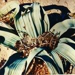 Welwitschia mirabilis Liść