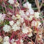 Cuscuta epithymum Flower