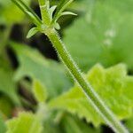 Primula malacoides Bark