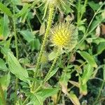 Dipsacus strigosus Gyümölcs