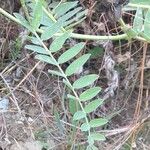 Astragalus cicer ഇല