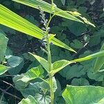 Salvia cacaliifolia Агульны выгляд