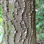 Anadenanthera colubrina പുറംതൊലി
