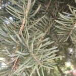 Abies concolor Fuelha