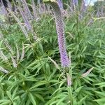 Veronicastrum virginicum Kukka