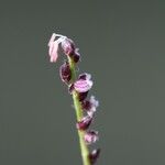 Leptaspis banksii Flower