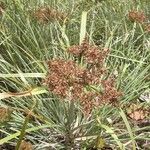 Cyperus javanicus Hábito