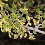 Ribes quercetorum عادت داشتن