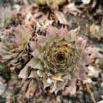 Sempervivum calcareum Лист