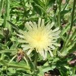 Hieracium berardianum Flower