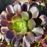 Aeonium arboreumLeaf