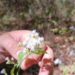 Fleischmannia incarnata Flower