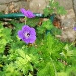 Geranium platypetalum Квітка