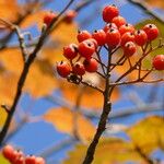 Sorbus scopulina Hedelmä